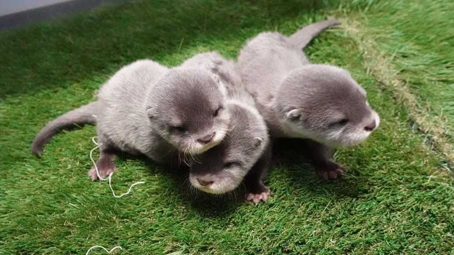 Three New Otter Pups To Enter Their Habitat At Nc Aquarium